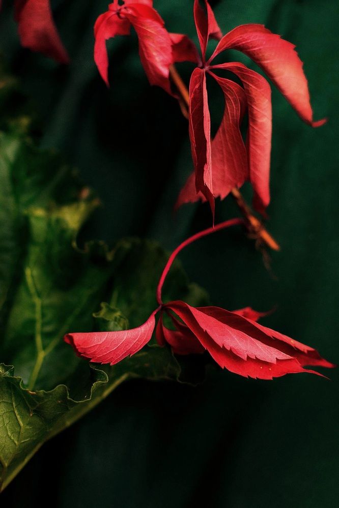 Photograph by Назмутдинова Сауия