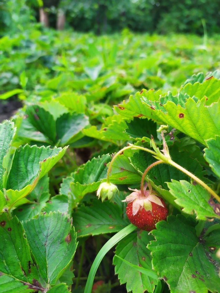 Фотография автора Наталья Агапова