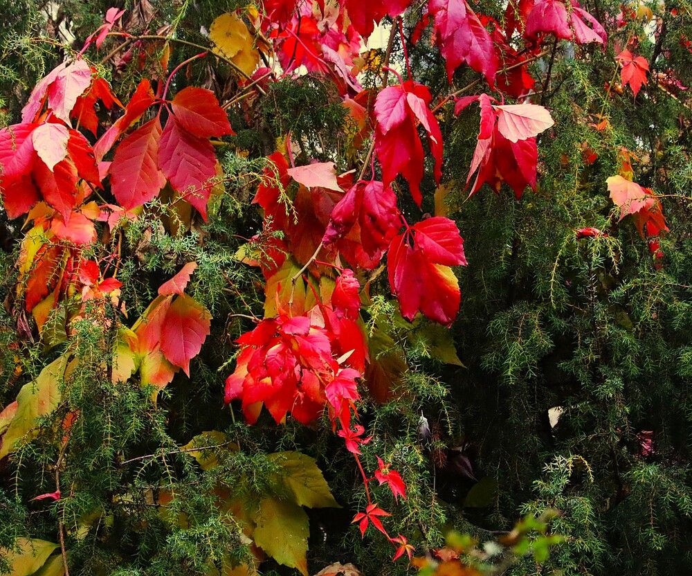 Девичий виноград и можжевельник
