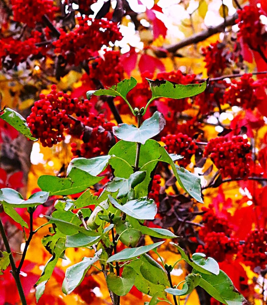 рябинка с веточкой