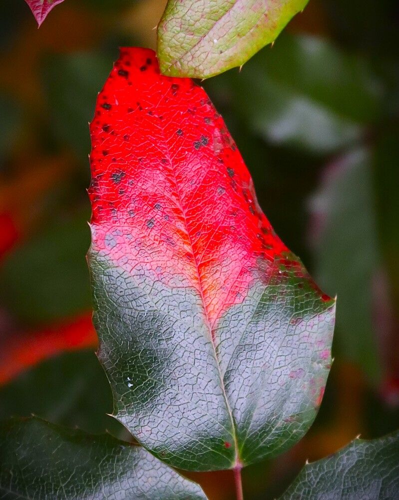 Почти клубничка