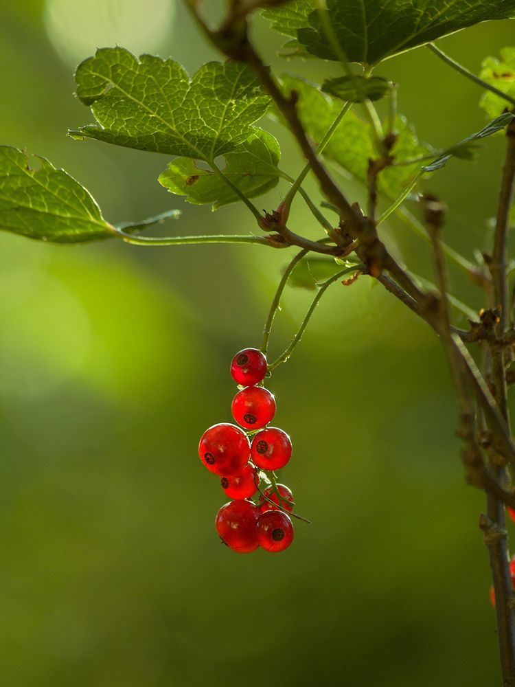 Фотография автора Борис Журавлёв
