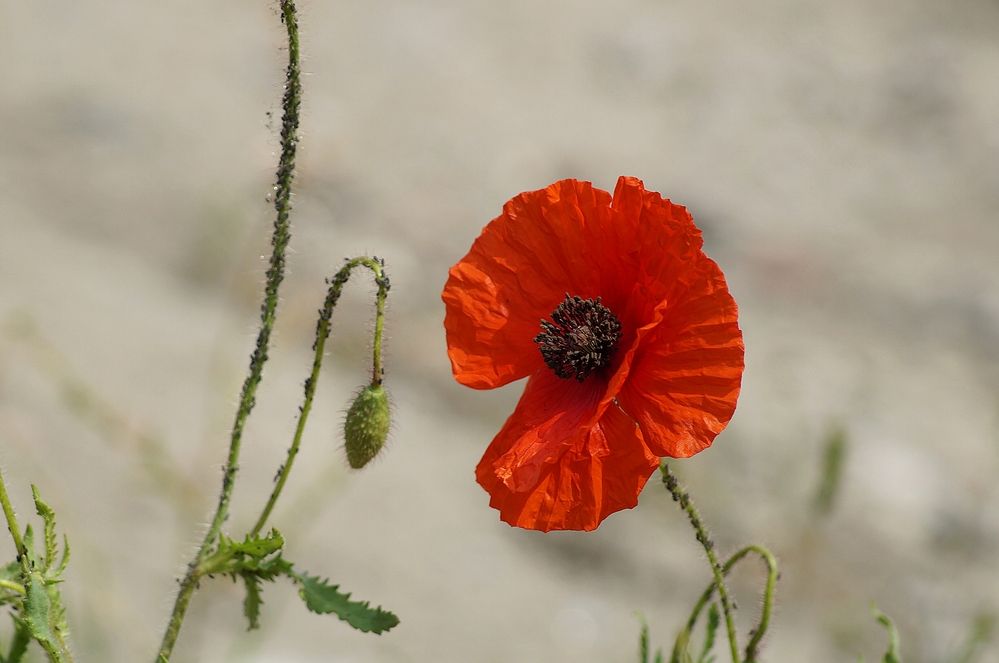 Photograph by Светлана Логинова