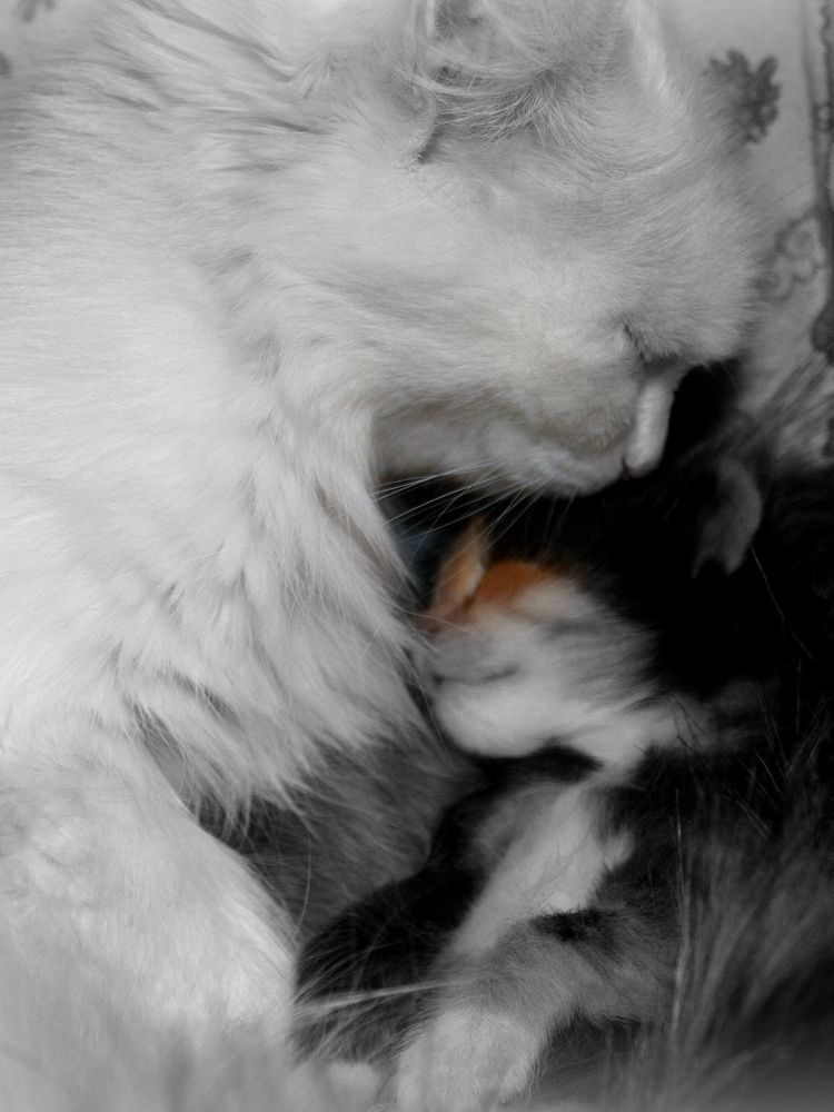 Фотография автора Nelya  Lysenko