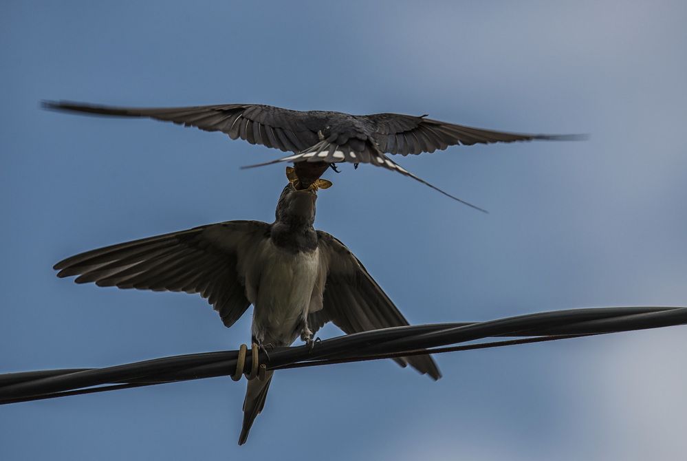 Кушай, деточка, кушай!..