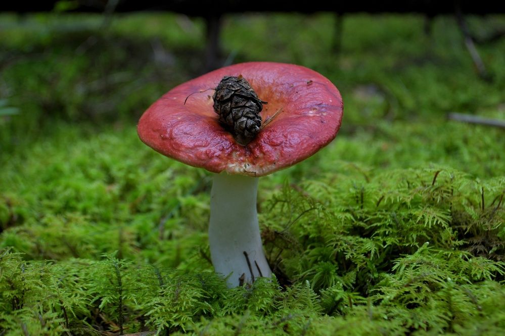 Photograph by Margareth Tikhonova