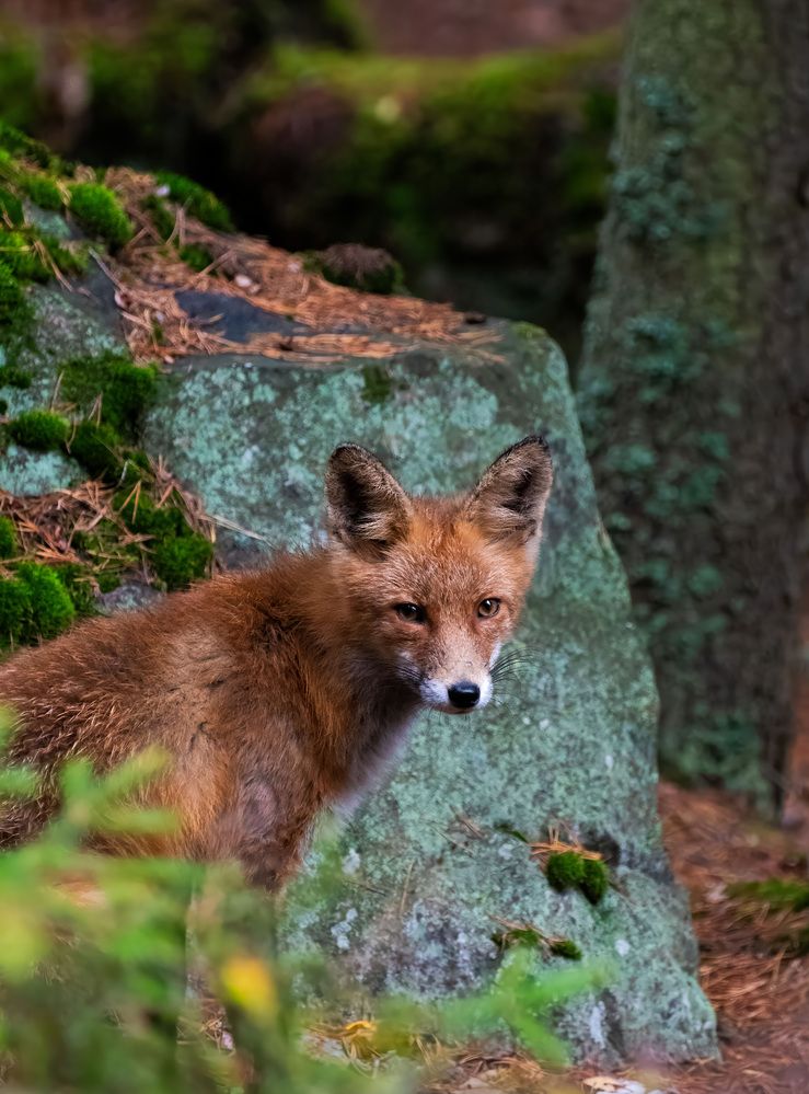 Photograph by Марина Шоркина