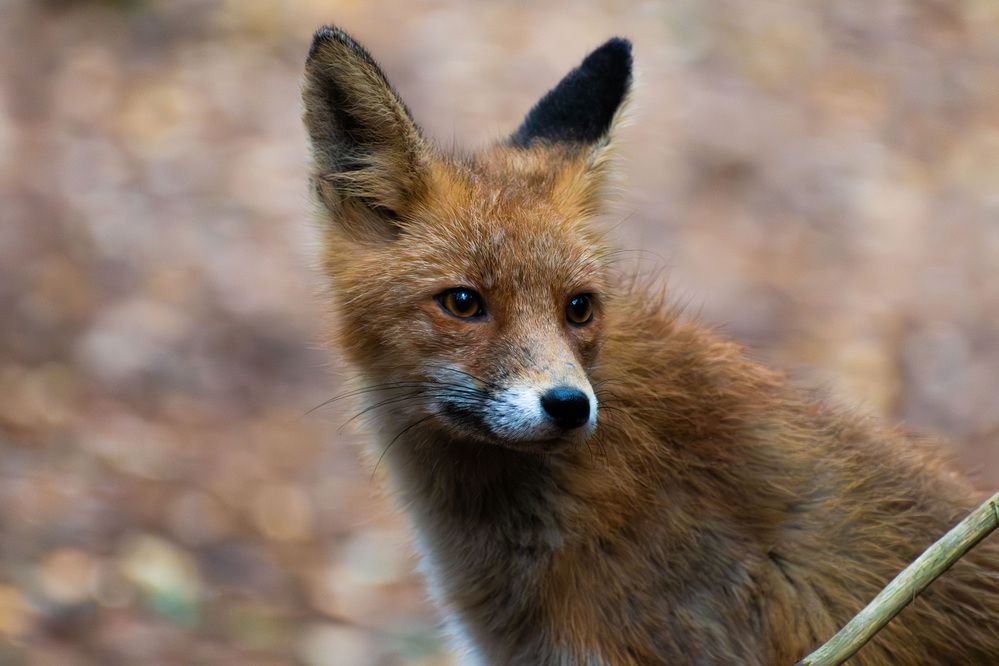 Photograph by Марина Шоркина