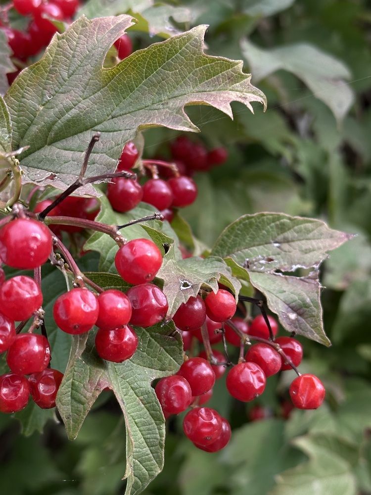 Photograph by Наталья Супрунюк