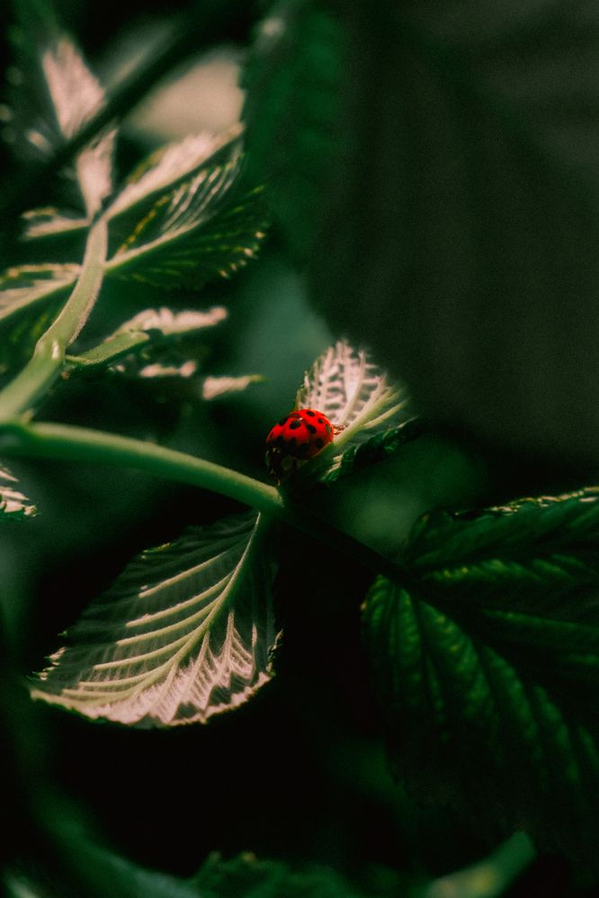 Photograph by Denis Naryshev