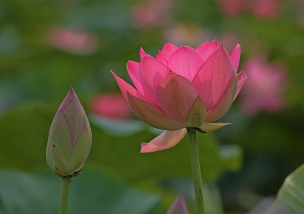 Photograph by Александр Кожевников