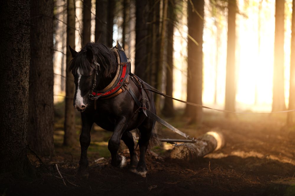 Photograph by Klára Brůnová