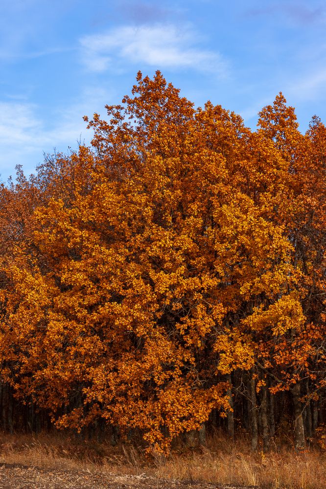 Photograph by Grigoriy