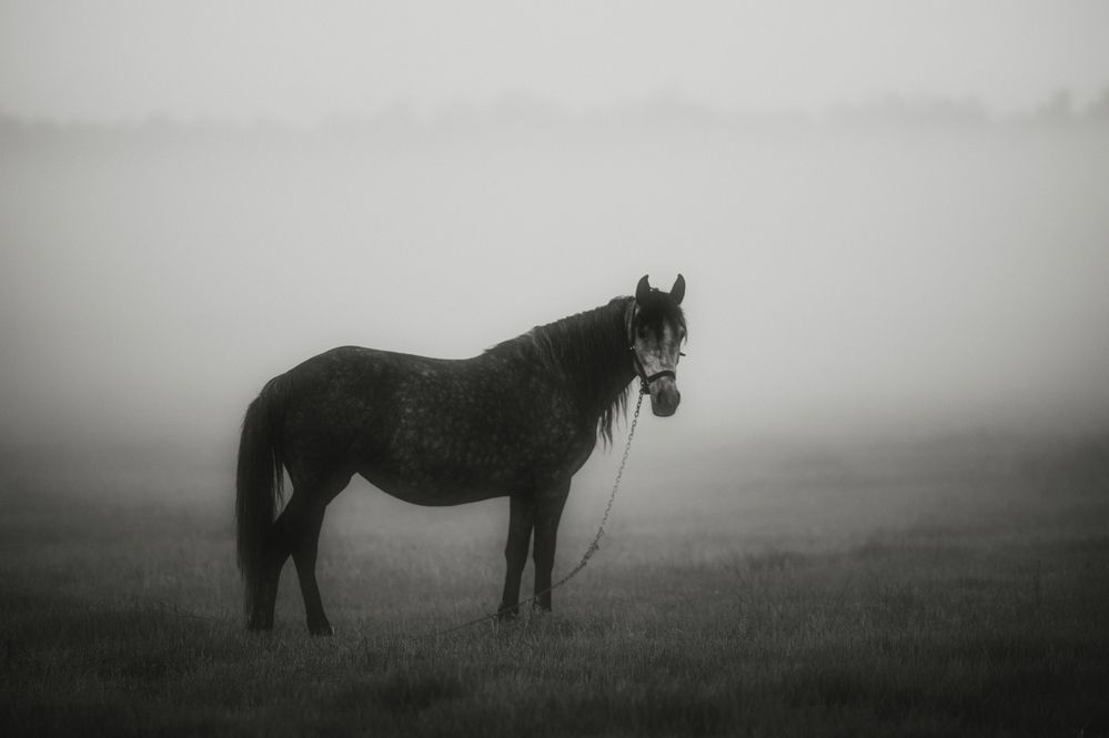 Photograph by Сухенко Олег