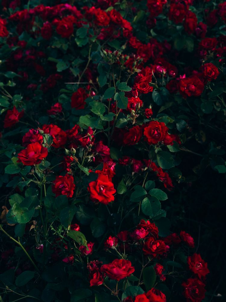 Photograph by ALISA NEZHINSKAYA