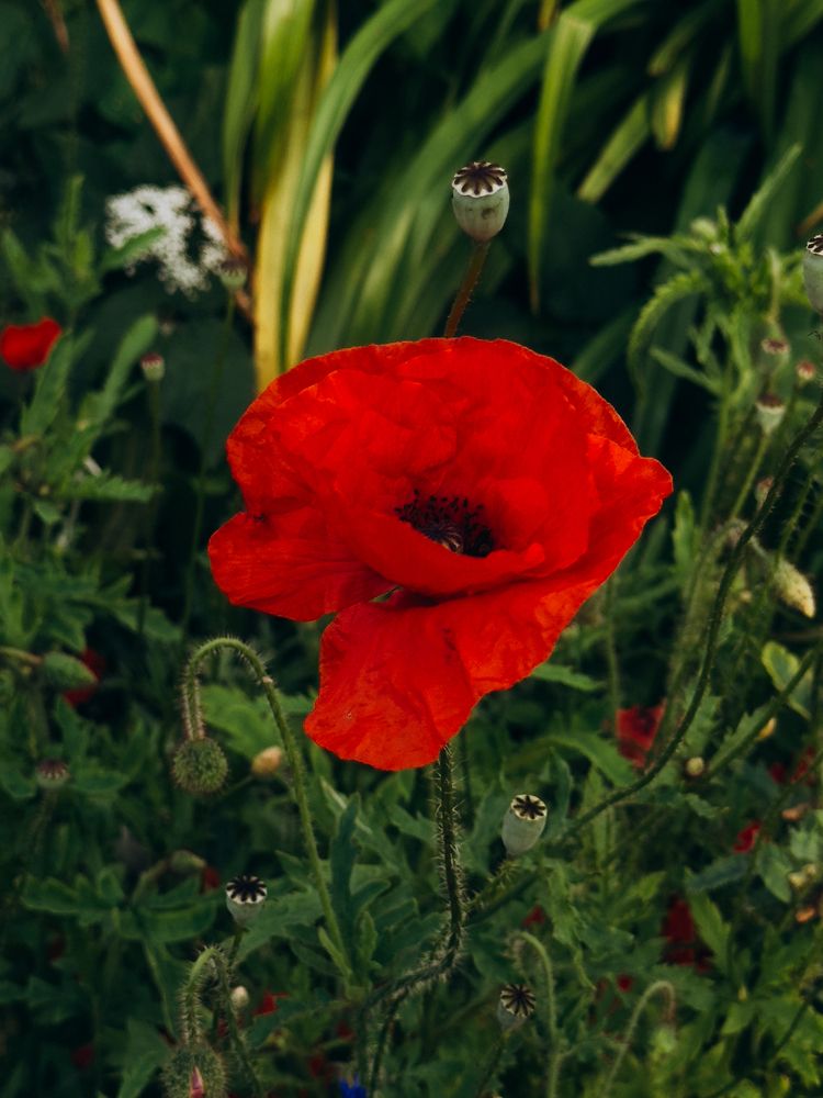 Photograph by ALISA NEZHINSKAYA