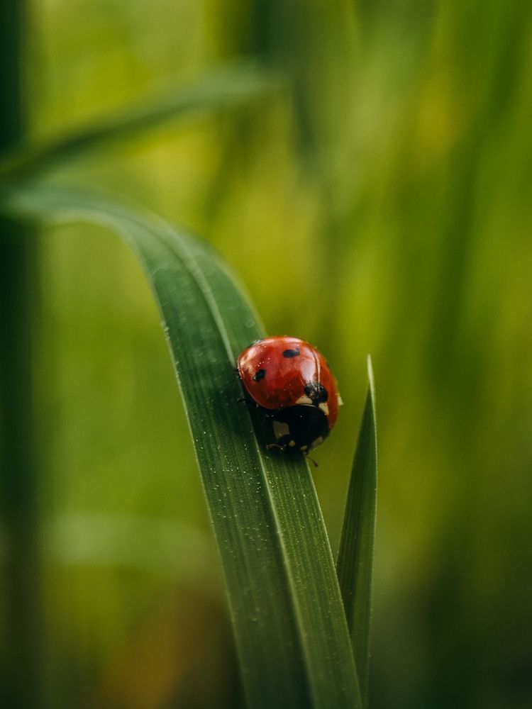 Photograph by ALISA NEZHINSKAYA