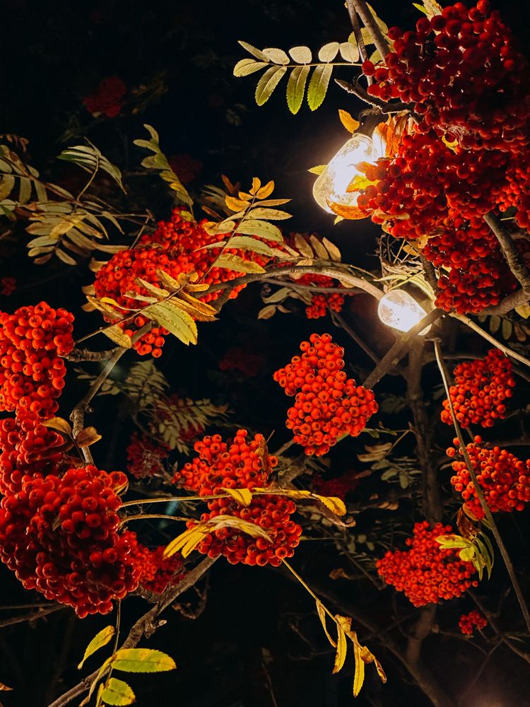 Фотография автора София