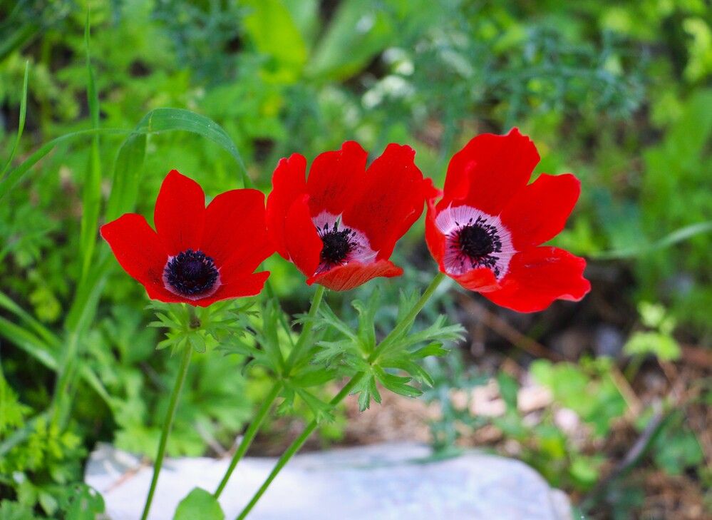 Photograph by Людмила Бутова