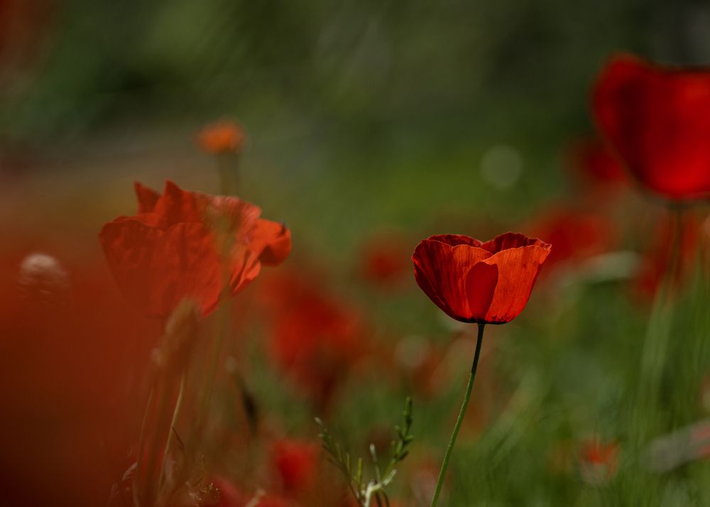 Photograph by shahla kalantary