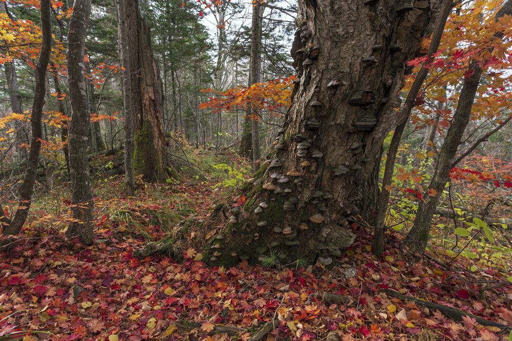 Photograph by Кузнецов Александр