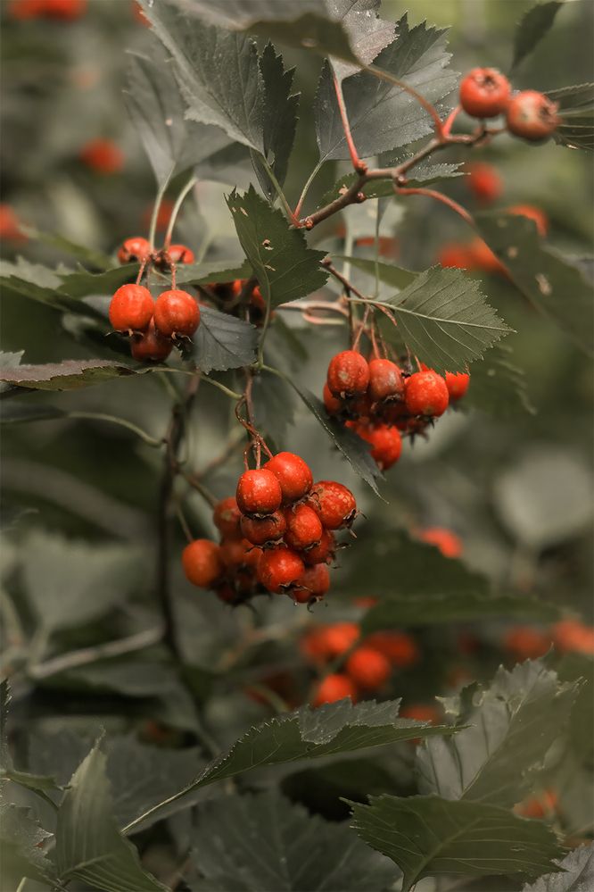 Photograph by Михаил Мак