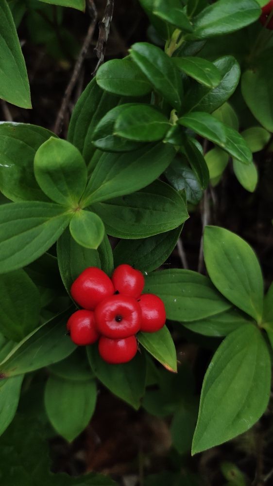 Photograph by Калюнова Наталья