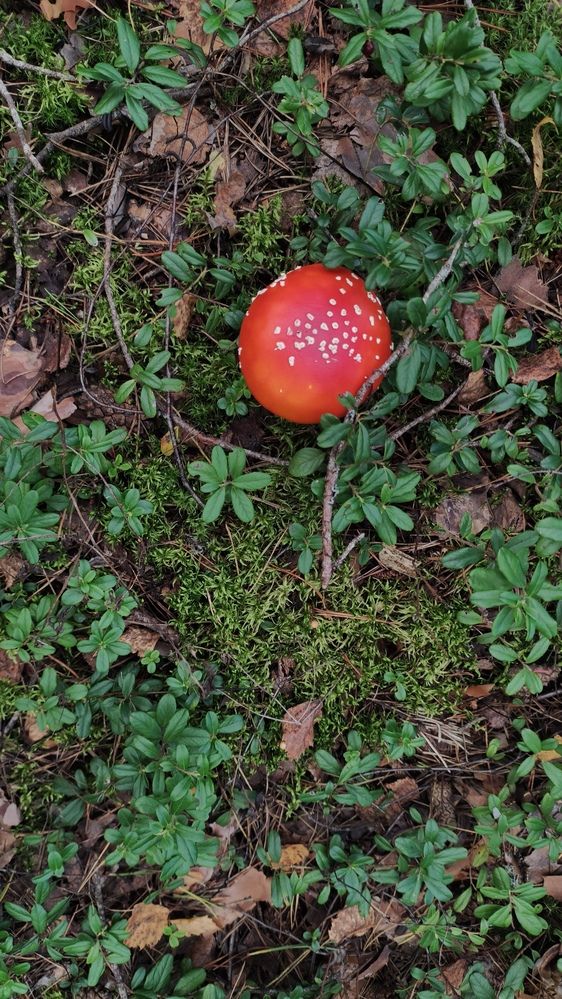 Photograph by Калюнова Наталья