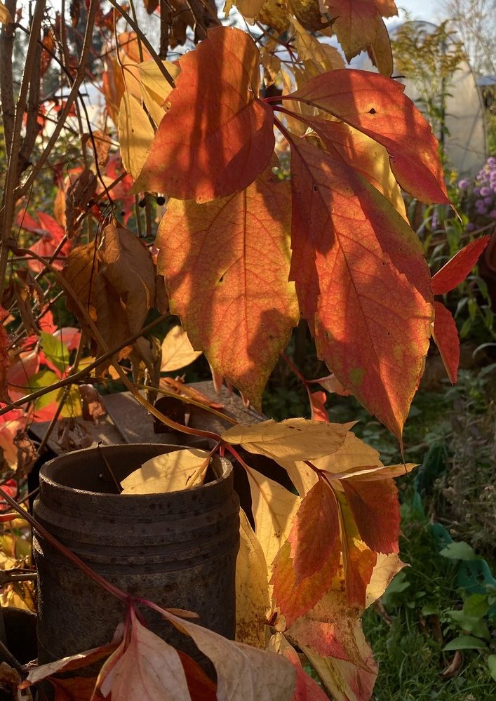 Photograph by Алиса Лукина