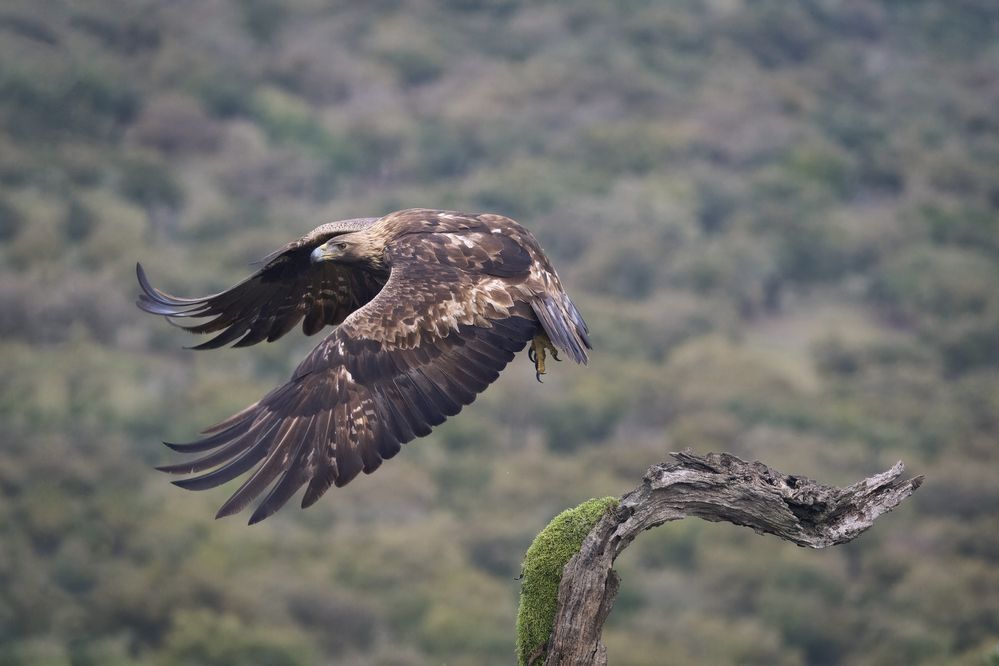 Iberian Golden Eagle