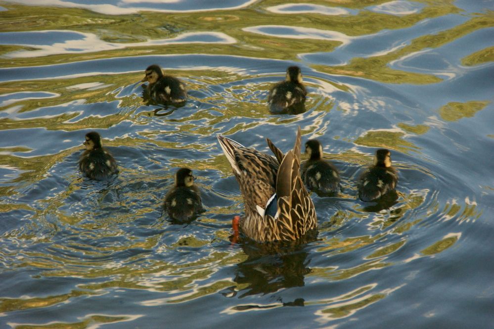 Фотография автора Sergej Roor