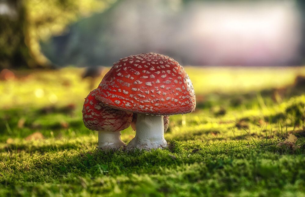 Photograph by Guy Krier