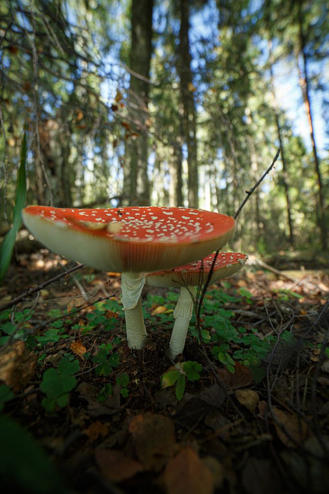 Photograph by Дарья Улюсова