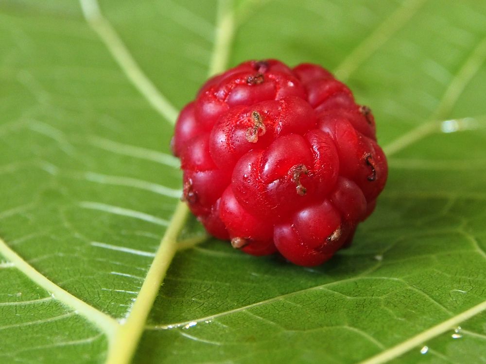 Photograph by Abdolreza Aleagha