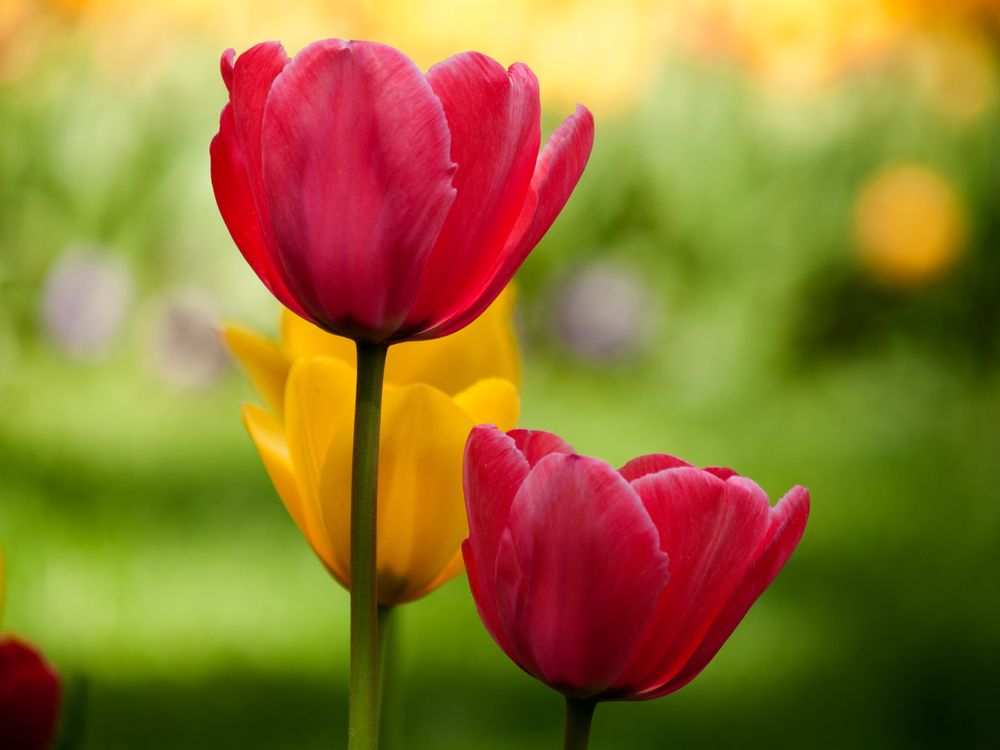 Photograph by Abdolreza Aleagha