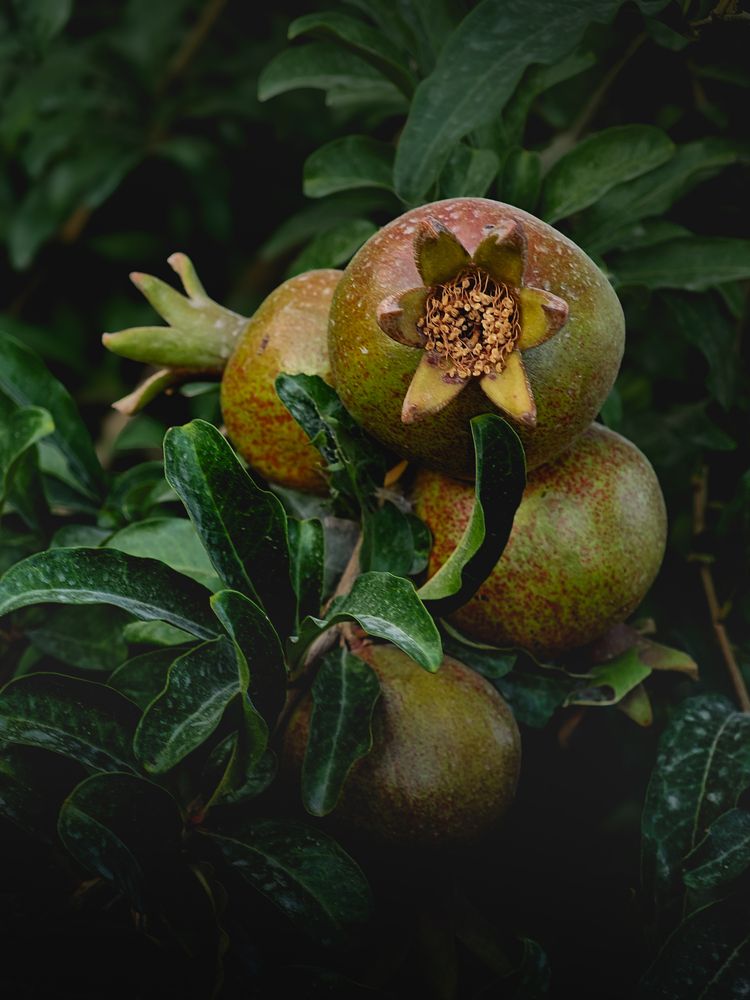 Photograph by Ольга Кос