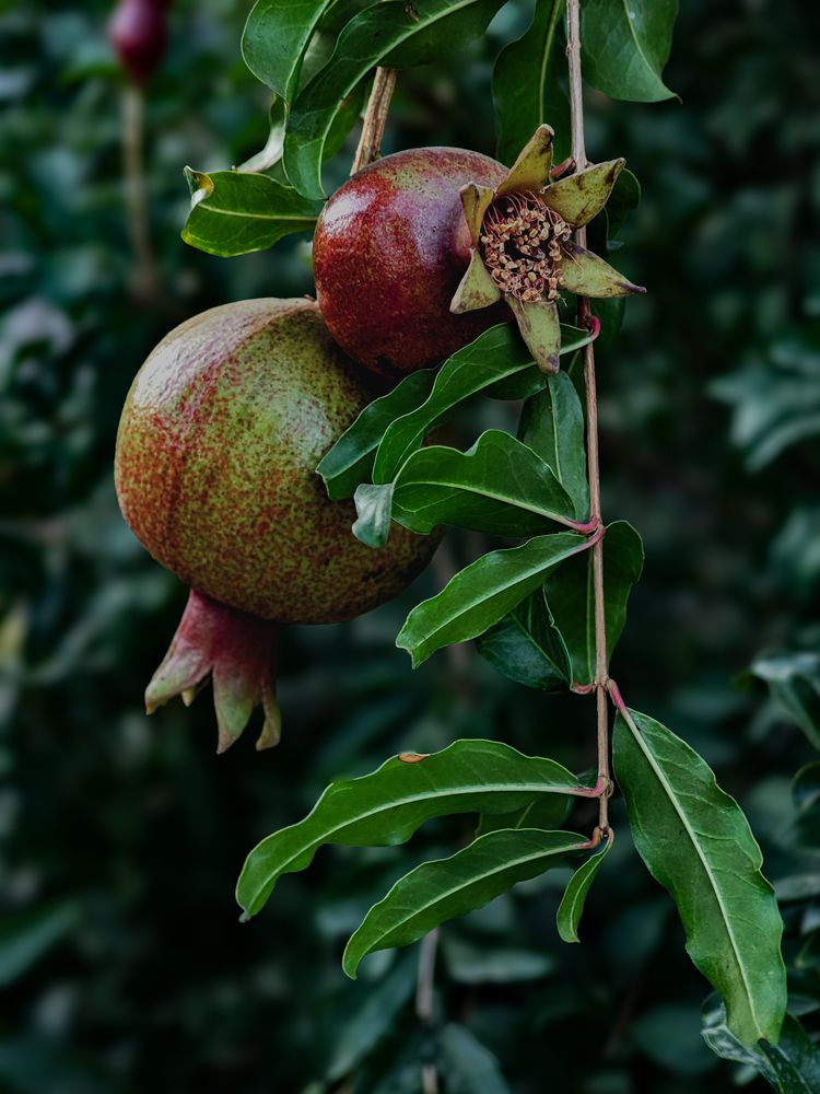 Photograph by Ольга Кос