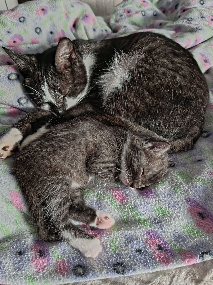 Фотография автора Неля Кочурова