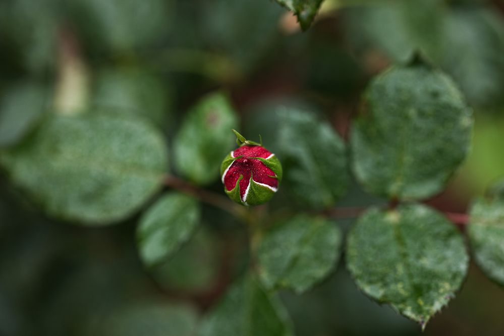 Photograph by Елена Одынец