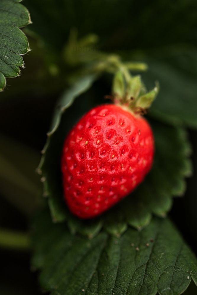 Photograph by Елена Одынец