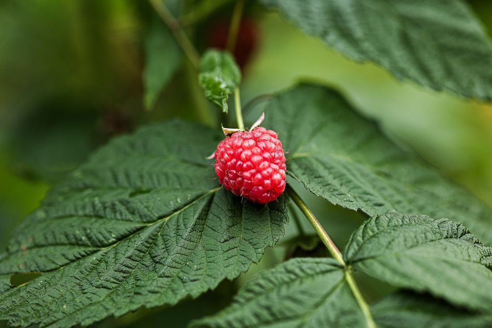 Photograph by Елена Одынец