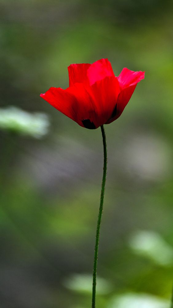 Photograph by Lev Tsenter