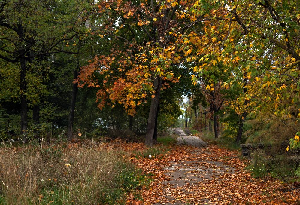 Дорога в осень...