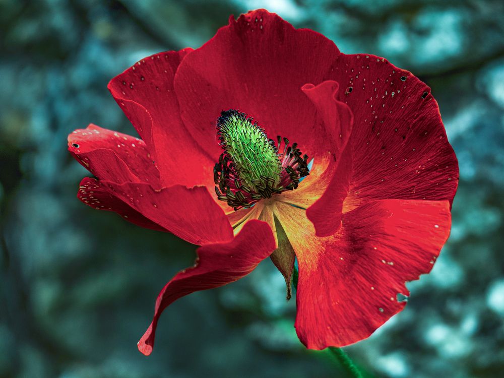 Photograph by Lev Tsenter