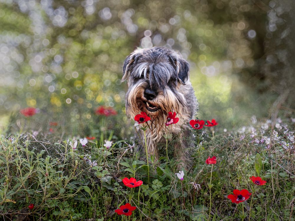 Photograph by Lev Tsenter