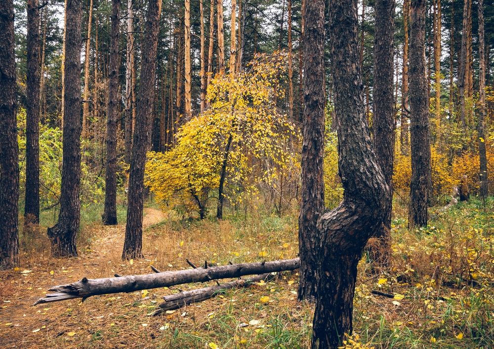 Photograph by София Стрыгина