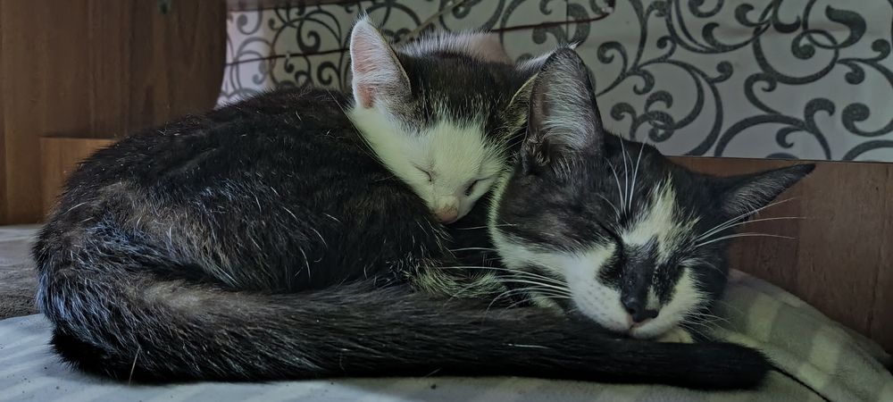 Фотография автора Неля Кочурова