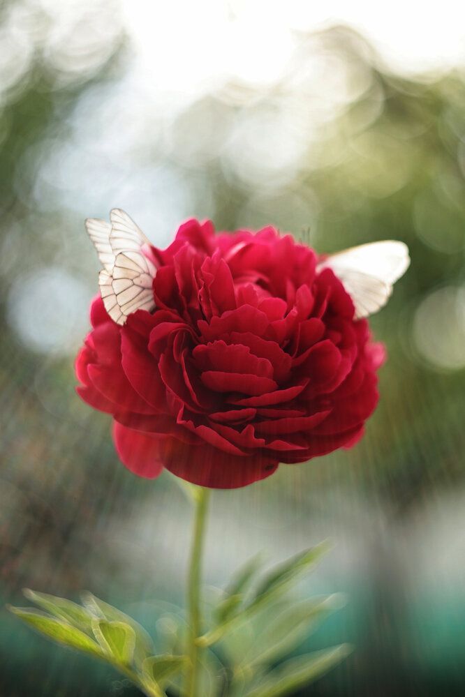 Photograph by Анна