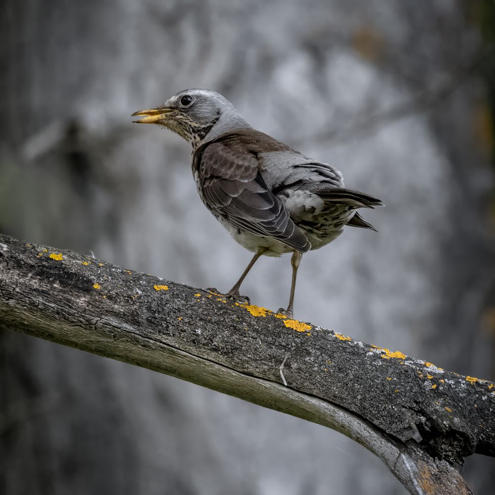 Photograph by Белоус Владислав