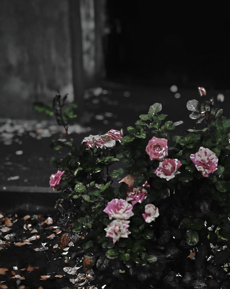 Photograph by Марина Опарина